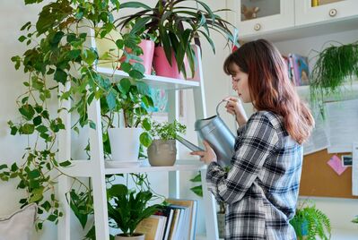 Adding plants to your rented home: a tenant's guide